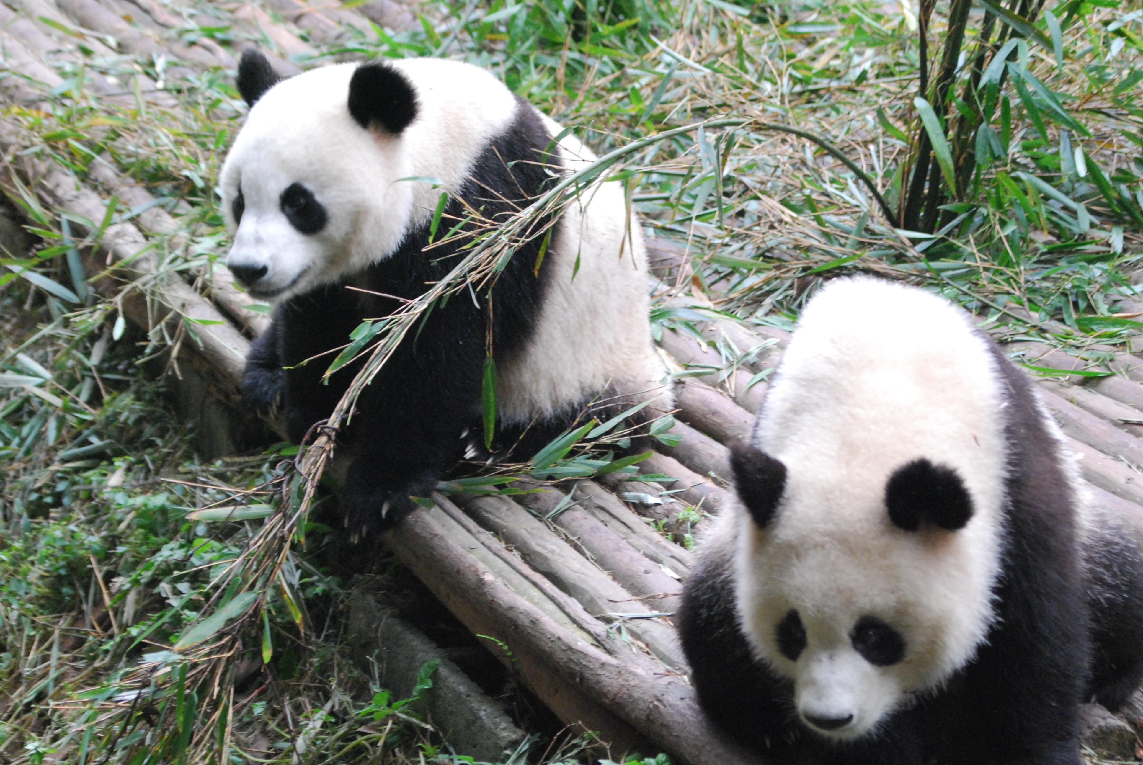 Chengdu Giant Pandas Fotoalbum