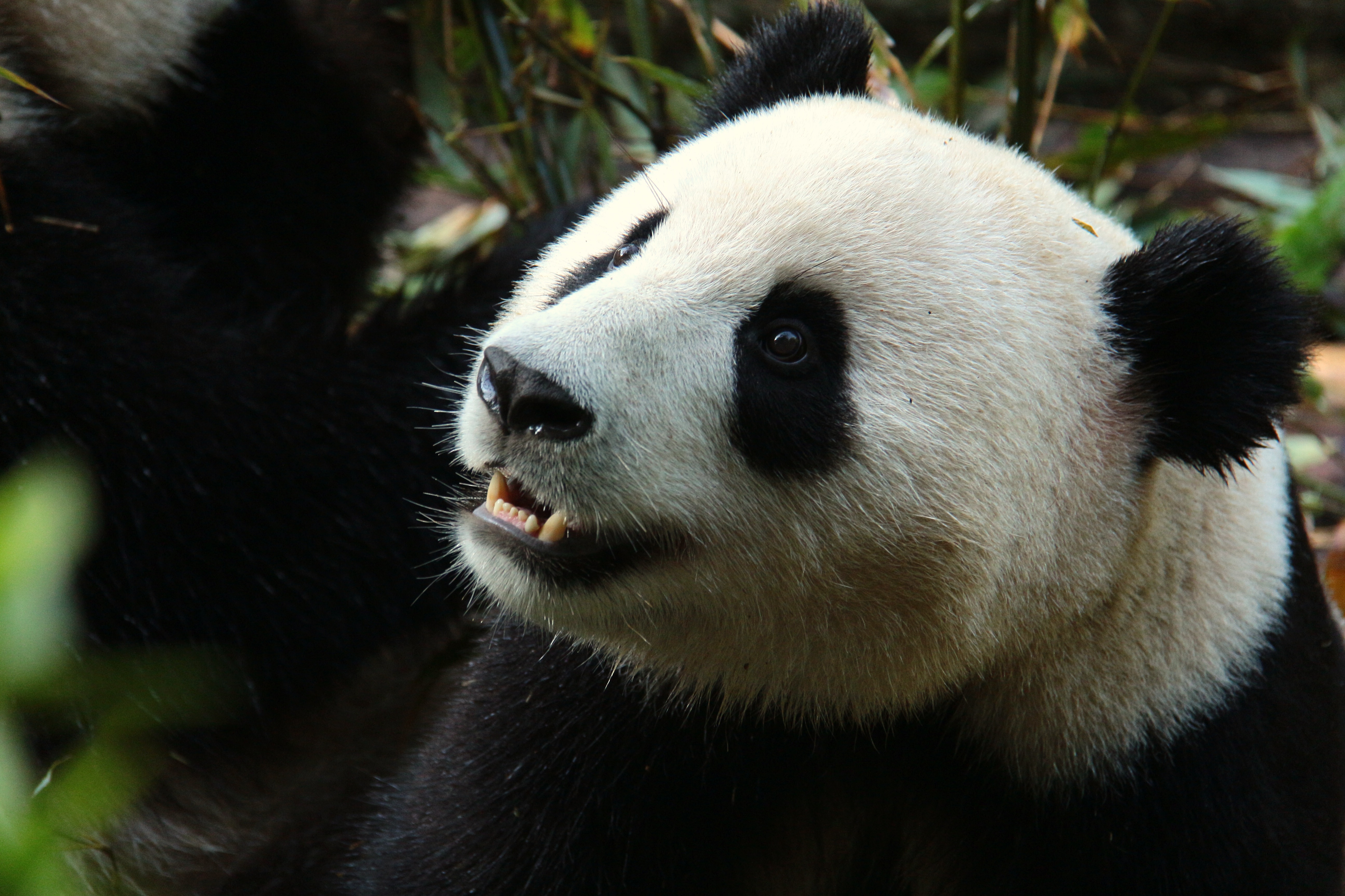 In Memoriam an das Große Erdbeben in China 2008