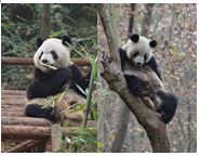 A Bao & Yong Yong, meine Freunde