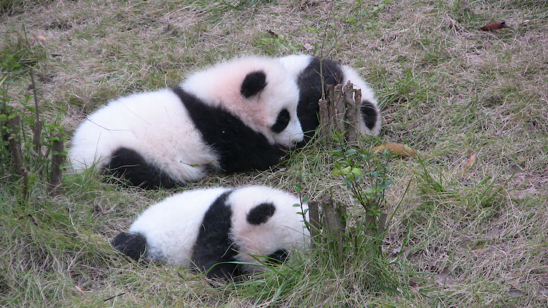 Aus meinem Fotoalbum