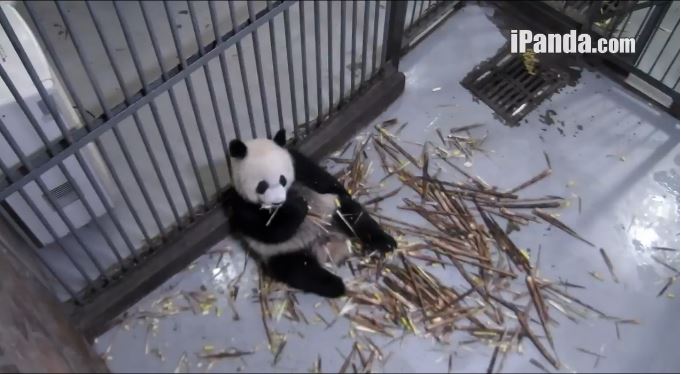 Giant Pandas Schlemmerparadies
