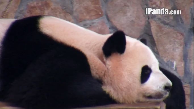 Die Wiegenlieder des Regens