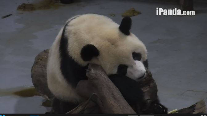 Giant Pandas greet fans