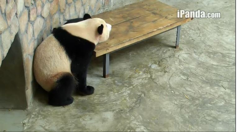 Aktivitäten der Großen Pandas