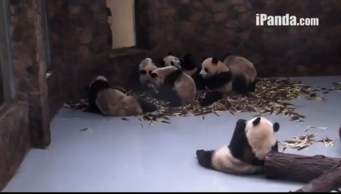 Giant Pandas feiern Mid-Autumn Festival