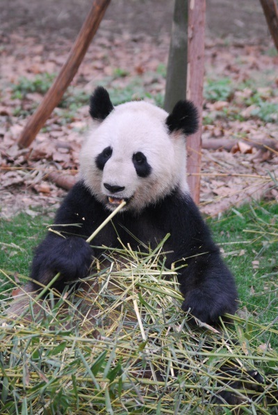 Mei Lan, mein Freund