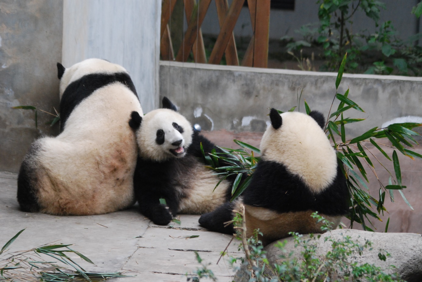 Freunde & Heimat des Maskottchens