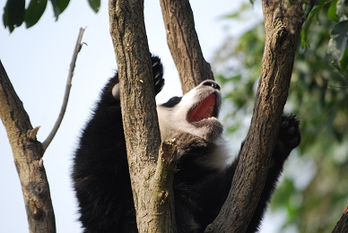 Merry Christmas! Frohe Weihnachten!