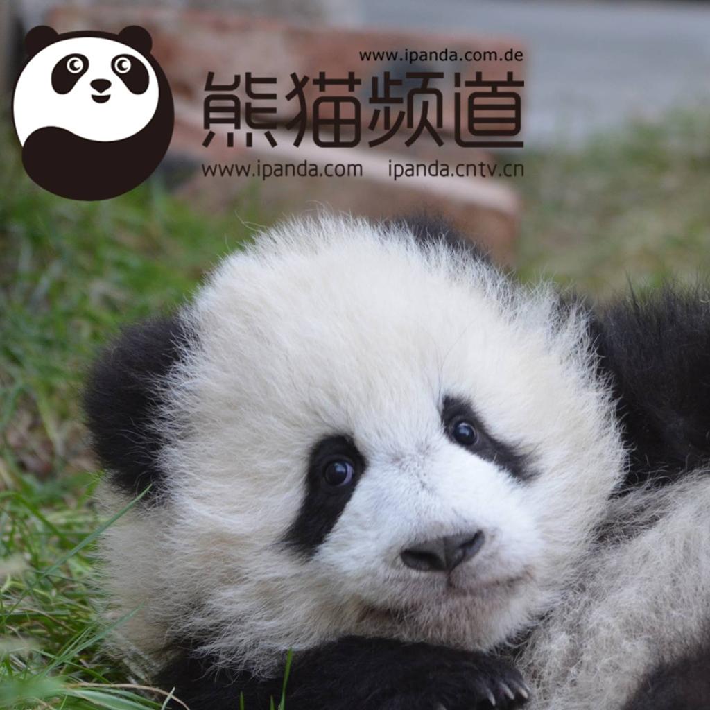 iPanda.com.de is One Year Old