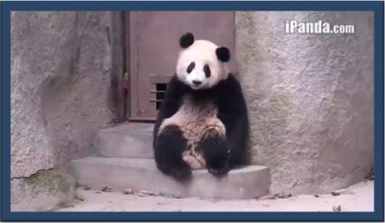 Äpfel, köstliche Äpfel!