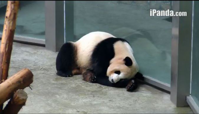 Ying Ying, der Schöne