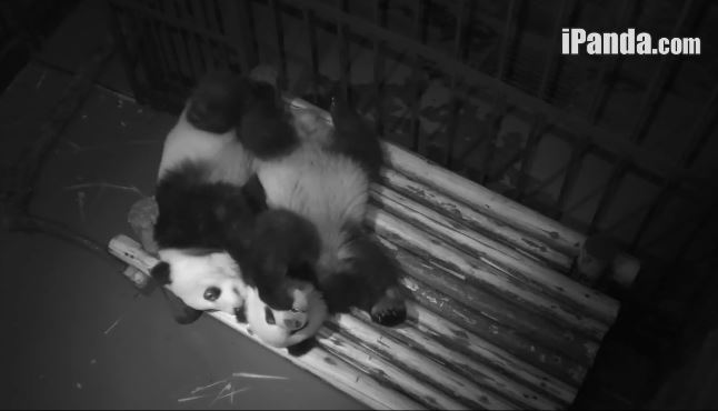 Schlafende Große Pandas