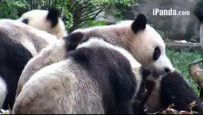 Music & Giant Pandas