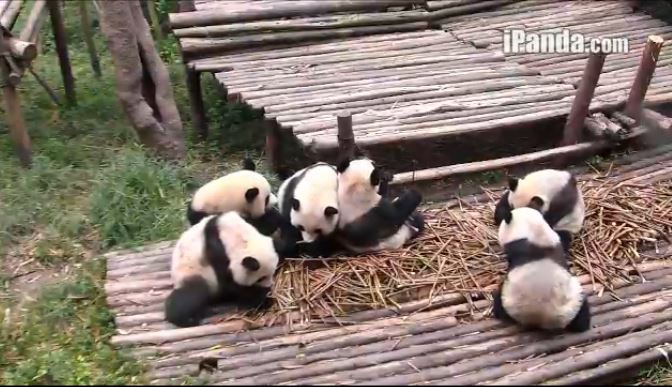 Giant Pandas Breakfast Time