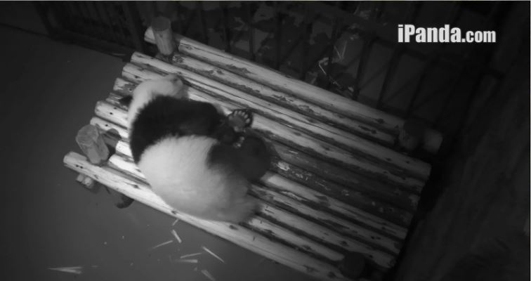 Sleeping Giant Pandas