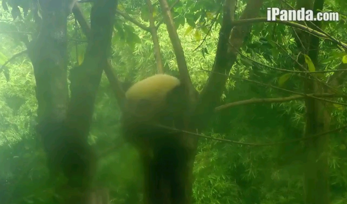 Where hiding the Giant Panda?