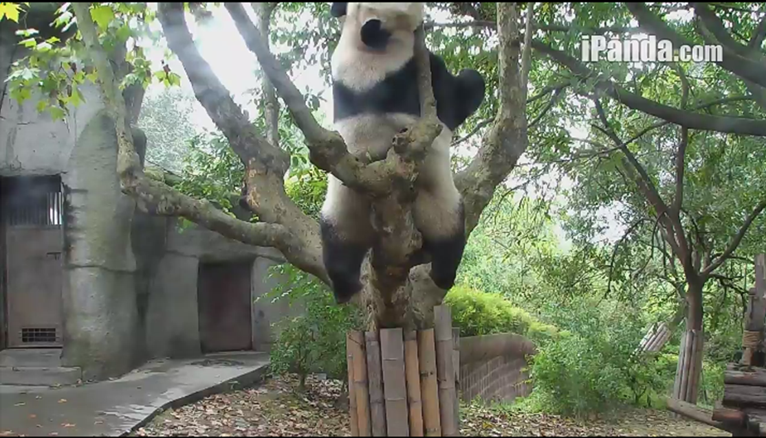Giant Panda sits on the branch