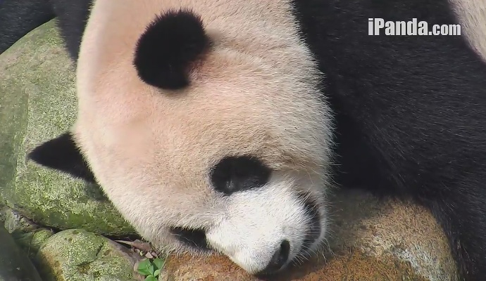 Ruhestunden auf Chengdu Panda Base