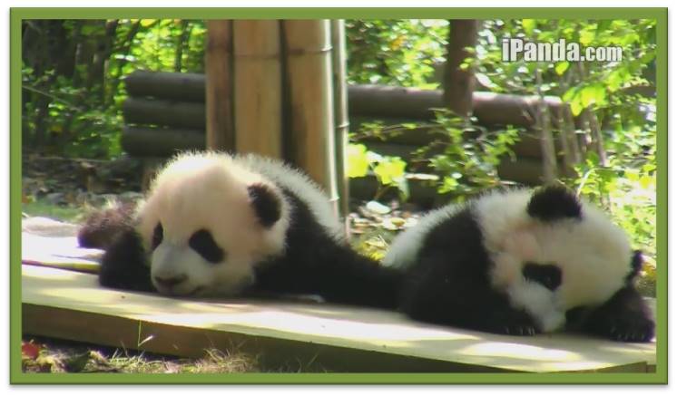 Little, Sweet and Beauty