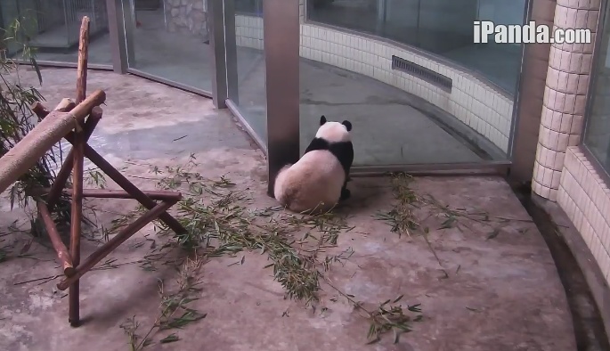Delicious Giant Panda Cake