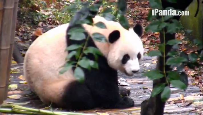 Wu Yi – der Schöne –