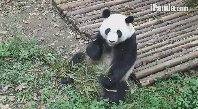 Zwei schöne Brüder