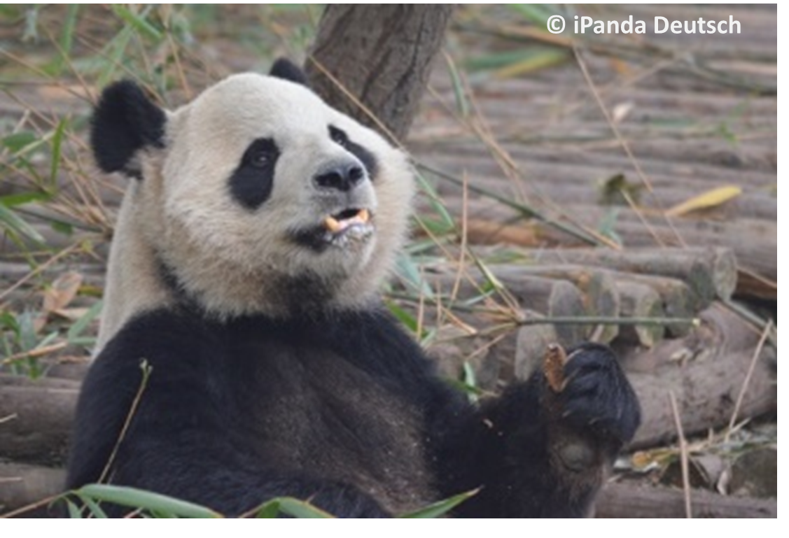 Chinesisches Neujahrsfest