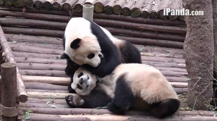 Games of the Giant Pandas