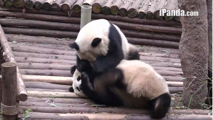 Happy Birthday 奥莉奥!