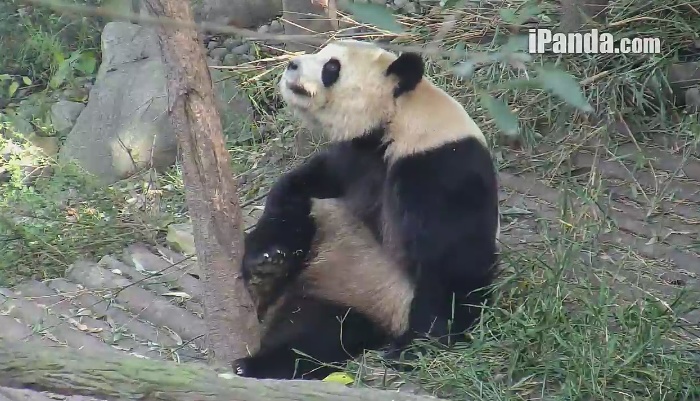 Charmanter Bing Dian