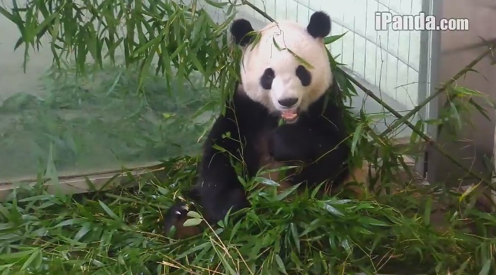 Entspannung nach Ying Ying Art – 2