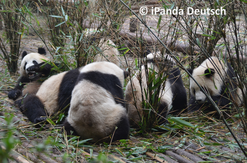 Gute Wünsche von Maskottchen und Freunden