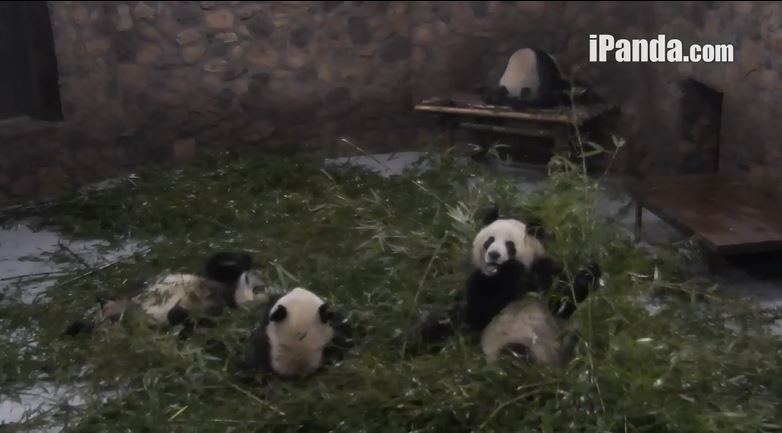 Giant Pandas Big Party
