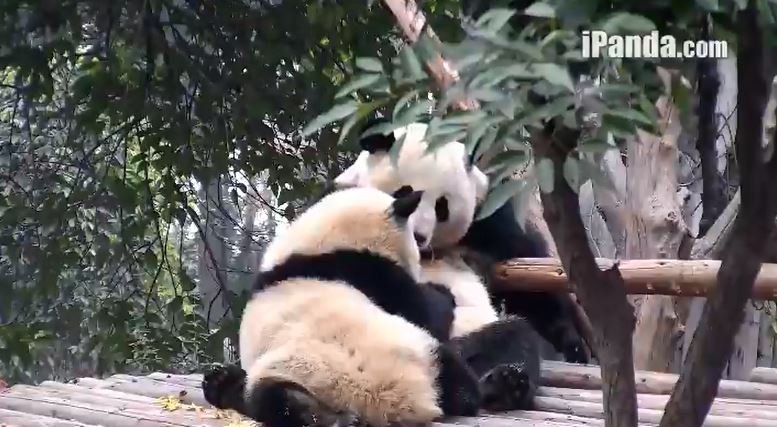 Mama, ich liebe Dich!