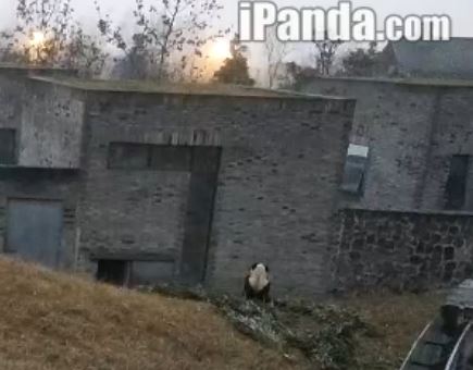 Dujiangyan Große Pandas