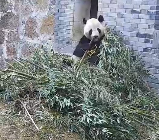 Tai Shan sends greetings