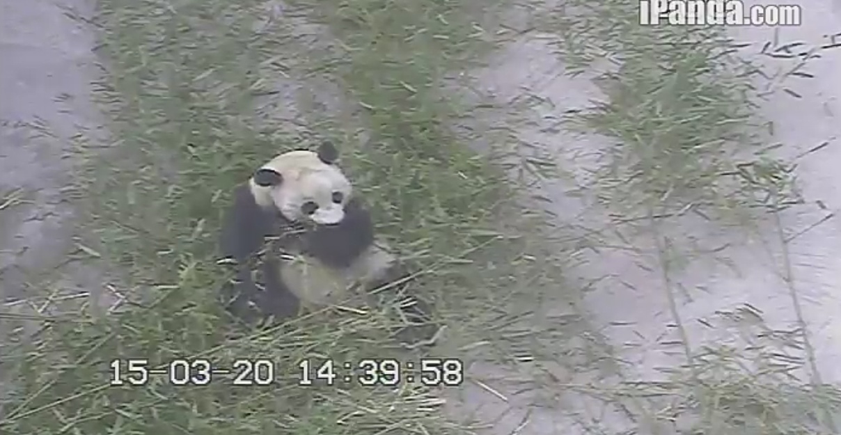 Frühling bei Großen Pandas