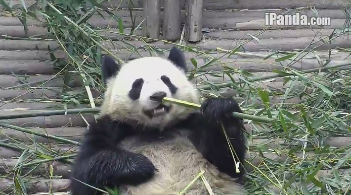 Meine leckere Stange