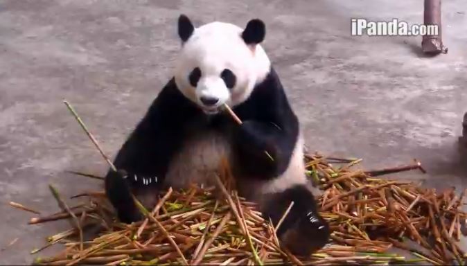 Cookies for Ying Ying