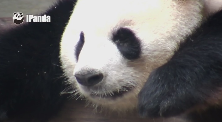 Herzlichen Glückwunsch, 迎迎!