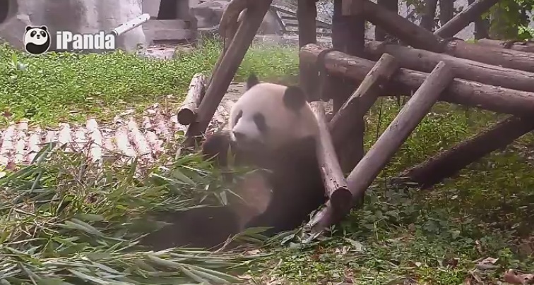 Schöne A Bao – Po