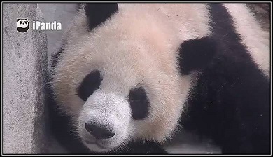 美女 – Beauty – Schönheit