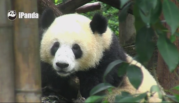 Santa Claus Greetings