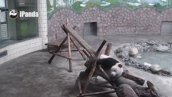 Giant Panda überlegt