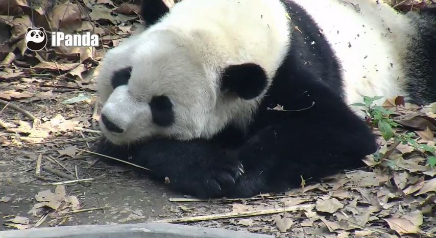 Aktivitäten bleiben