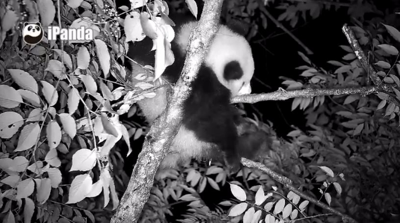 Nachts bei Großen Pandas