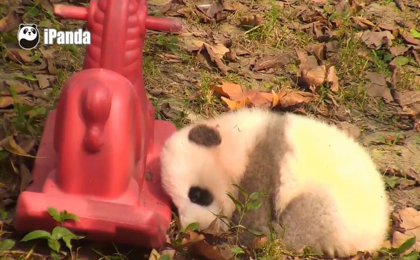 Mein schönes Pferdchen