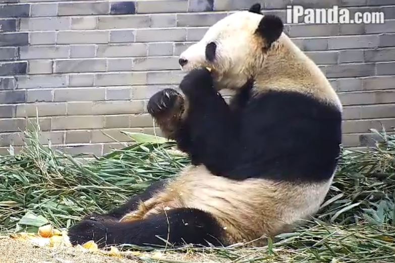 R.I.P. Beloved Pan Pan