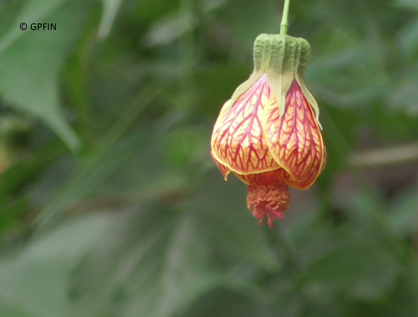Große Pandas feiern Frühlingsfest