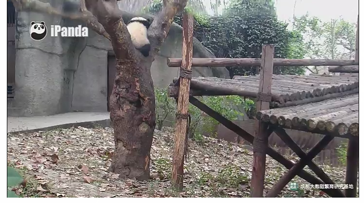 25. April: Tag des Baumes